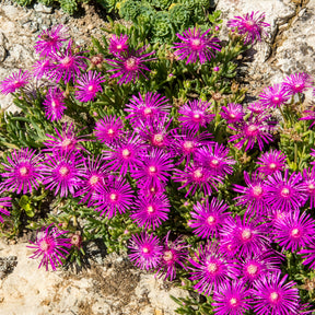 Delosperma de Cooper - Willemse