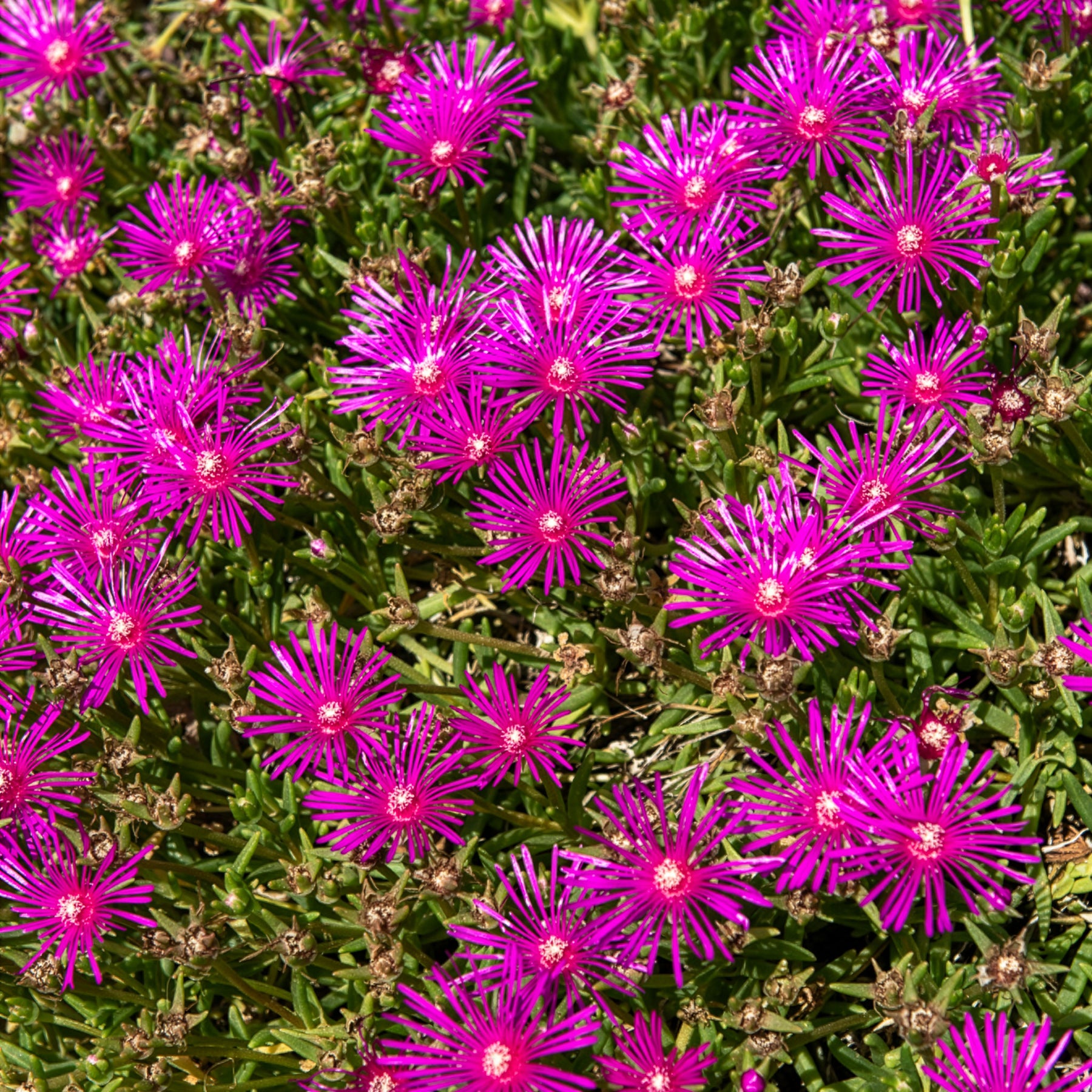 Delosperma - Delosperma de Cooper - Delosperma cooperi