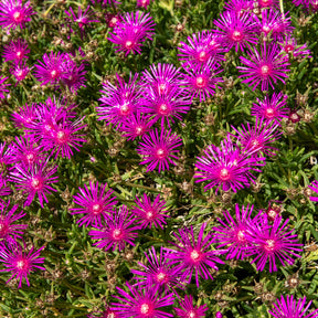 Delosperma - Delosperma de Cooper - Delosperma cooperi