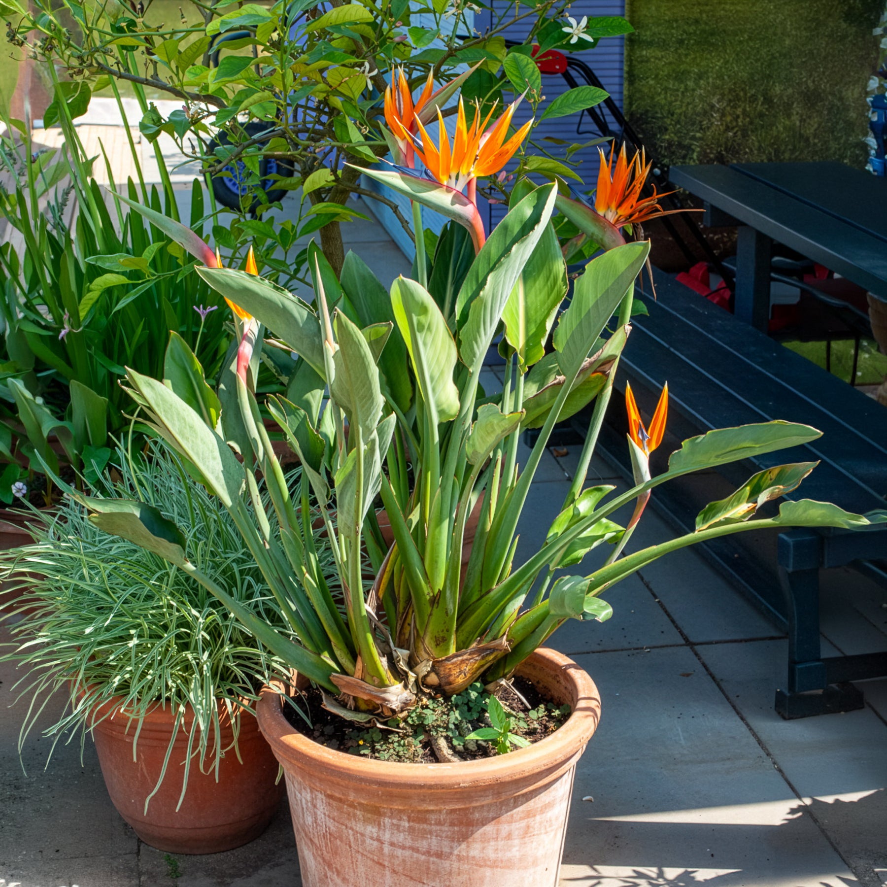 Oiseau du paradis Strelitzia - Balcon et terrasse - Willemse
