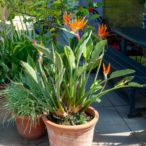 Oiseau du paradis Strelitzia - Balcon et terrasse - Willemse