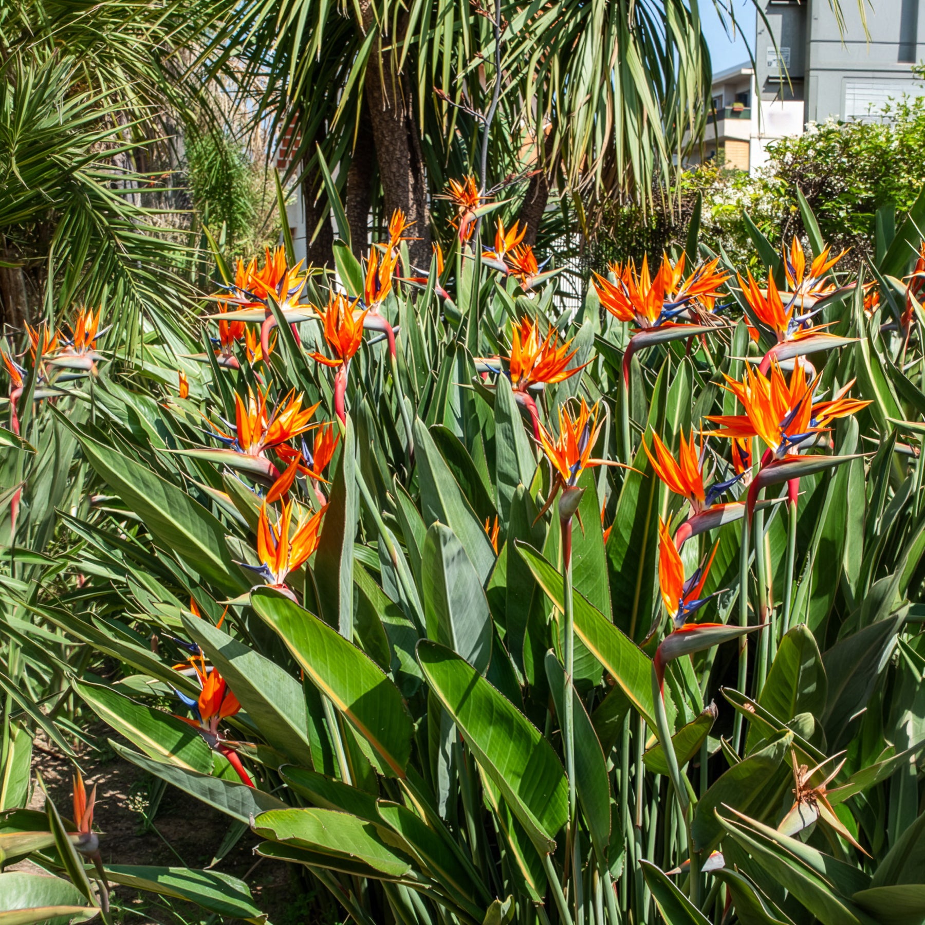 Balcon et terrasse - Oiseau du paradis Strelitzia - Strelitzia reginae