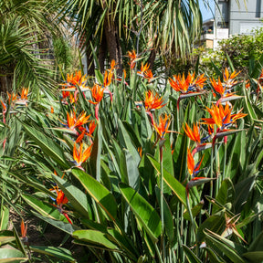 Balcon et terrasse - Oiseau du paradis Strelitzia - Strelitzia reginae