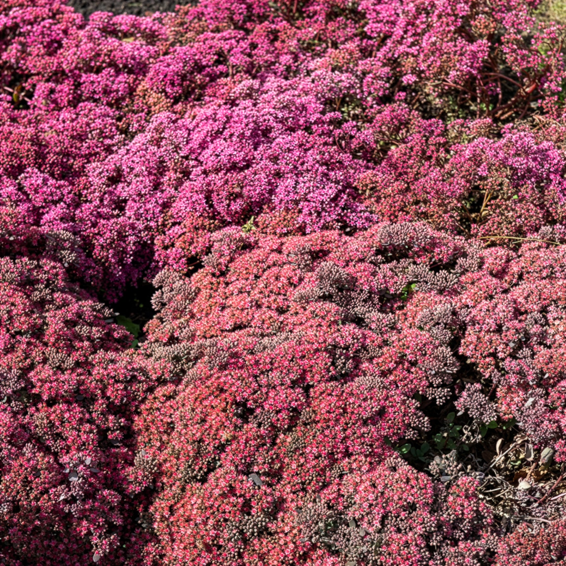 Sedum Sunsparkler® Dazzleberry - Sedum Dazzleberry - Willemse
