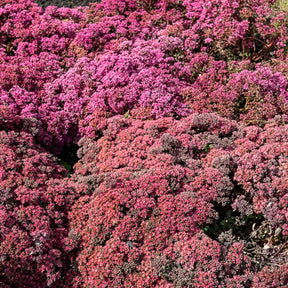 Sedum Sunsparkler® Dazzleberry - Sedum Dazzleberry - Willemse