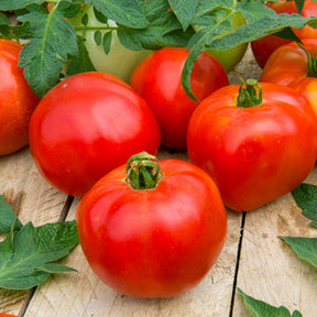 3 Plants Tomate Pyros F1 - Willemse