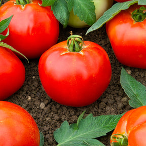 Solanum lycopersicum pyros f1 - 3 Plants Tomate Pyros F1 - Plants de tomates