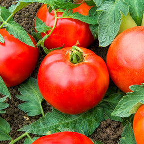 3 Plants Tomate Pyros F1 - Solanum lycopersicum pyros f1 - Willemse
