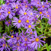 Œil de Christ Violet Queen - Aster Veilchenkönigin - Willemse