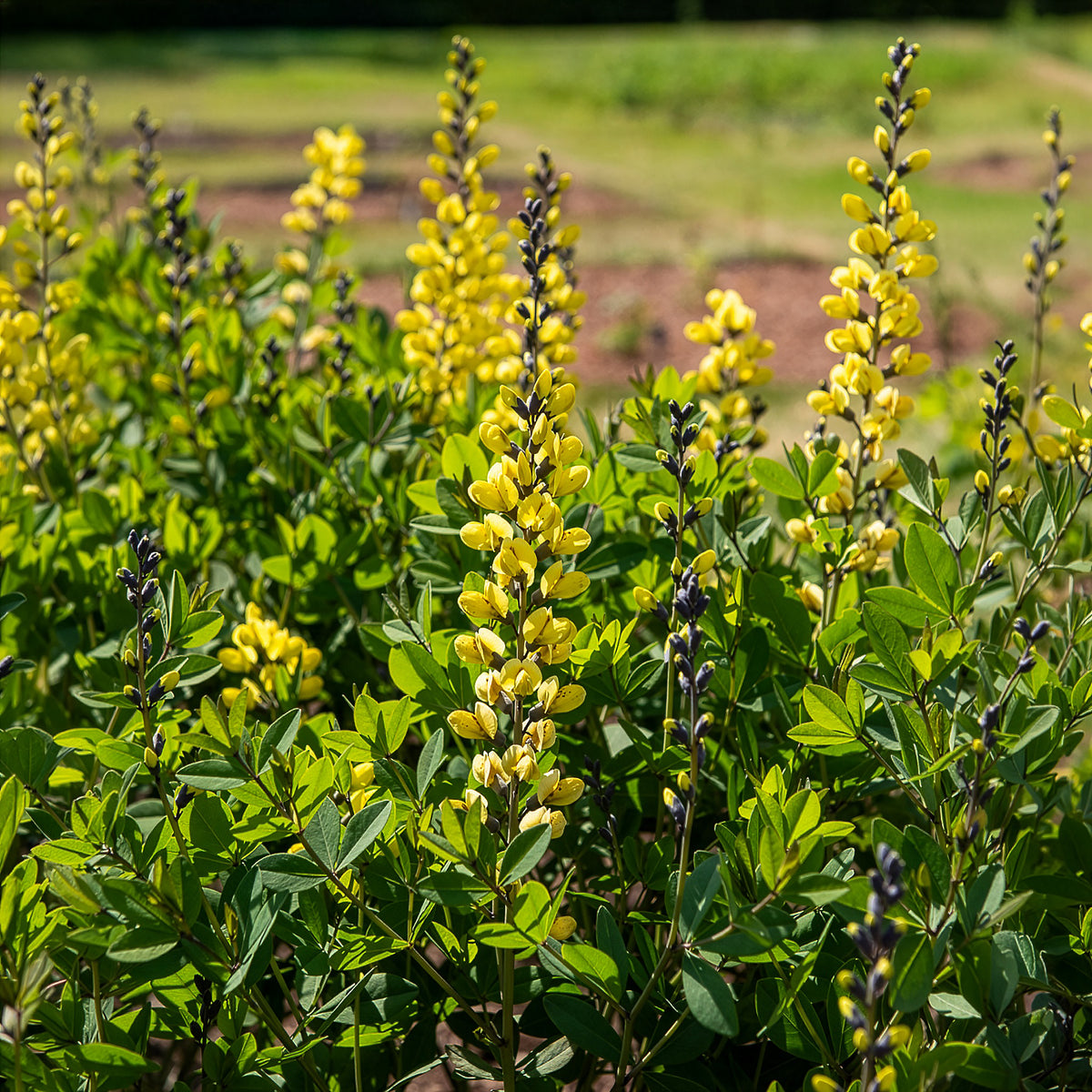 Lupin indigo Lemon Meringue - Baptisia Lemon Meringue - Willemse