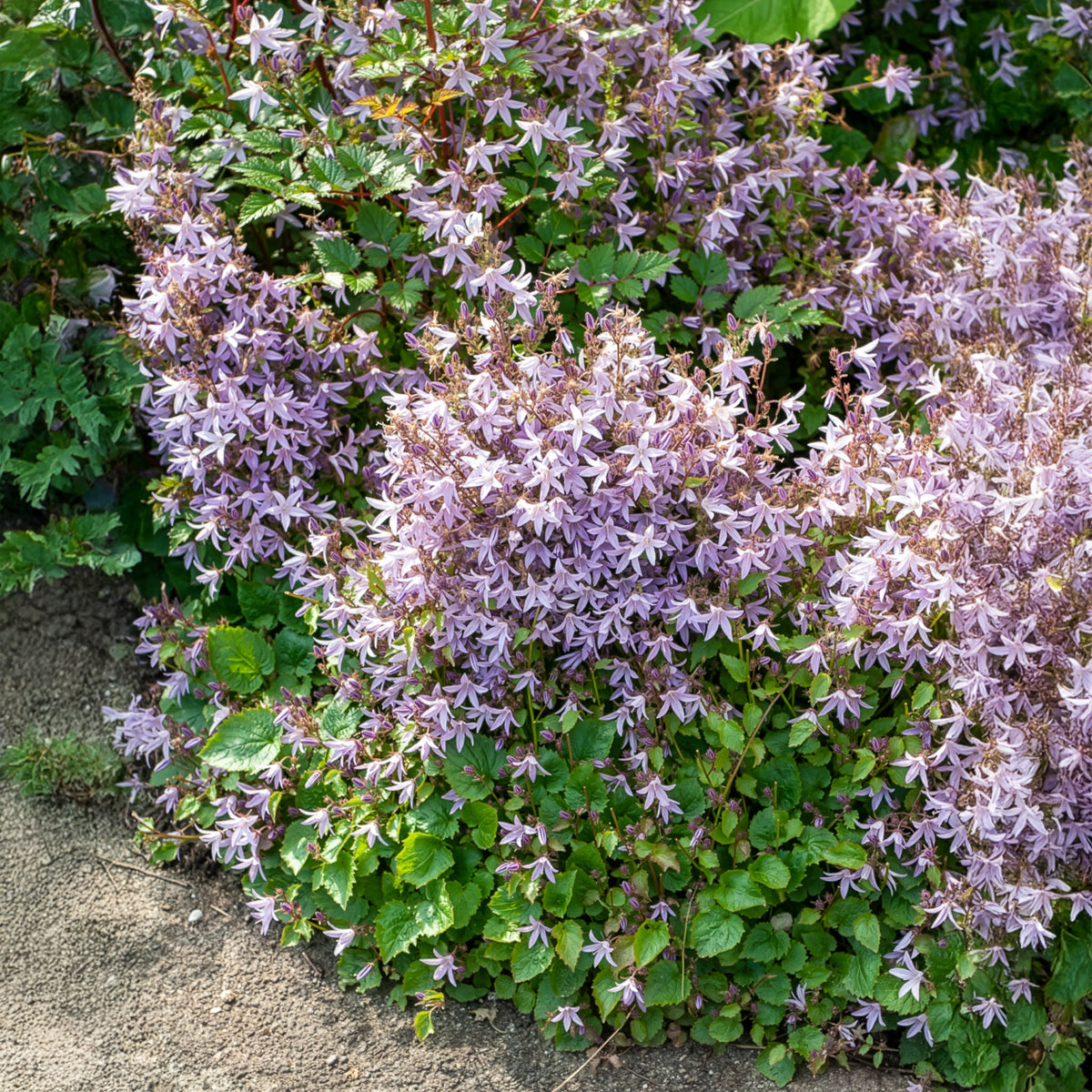 Campanule des murets Lisduggan - Willemse