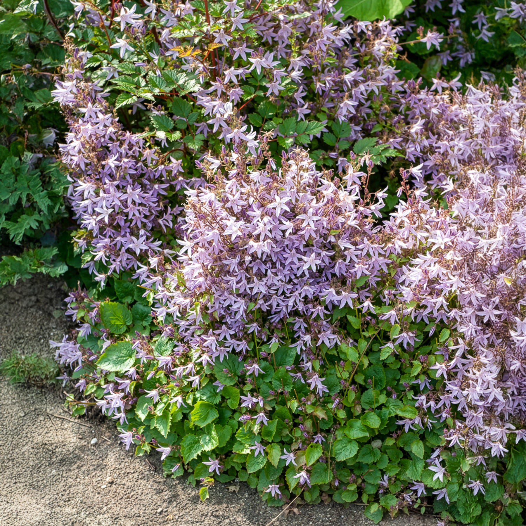 Campanule des murets Lisduggan - Willemse