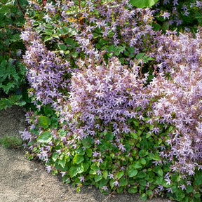 Campanule des murets Lisduggan - Willemse