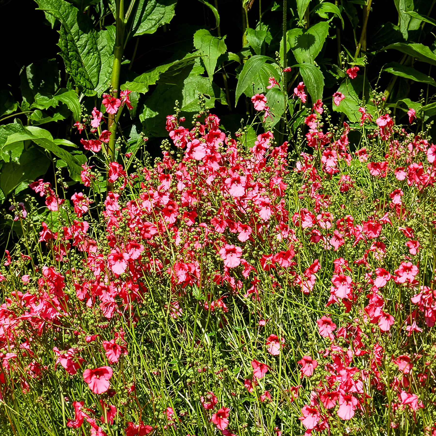 Diascie Ruby Field - Diascia Ruby Field - Willemse
