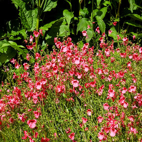 Diascie Ruby Field - Diascia Ruby Field - Willemse