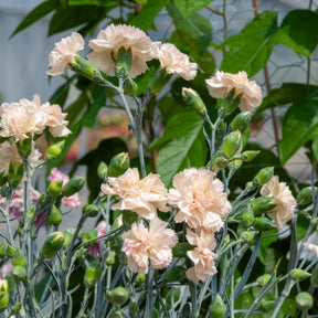 Dianthus plumarius Devon Cream - Œillet mignardise Devon Cream - Œillets