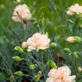 Œillet mignardise Devon Cream - Willemse