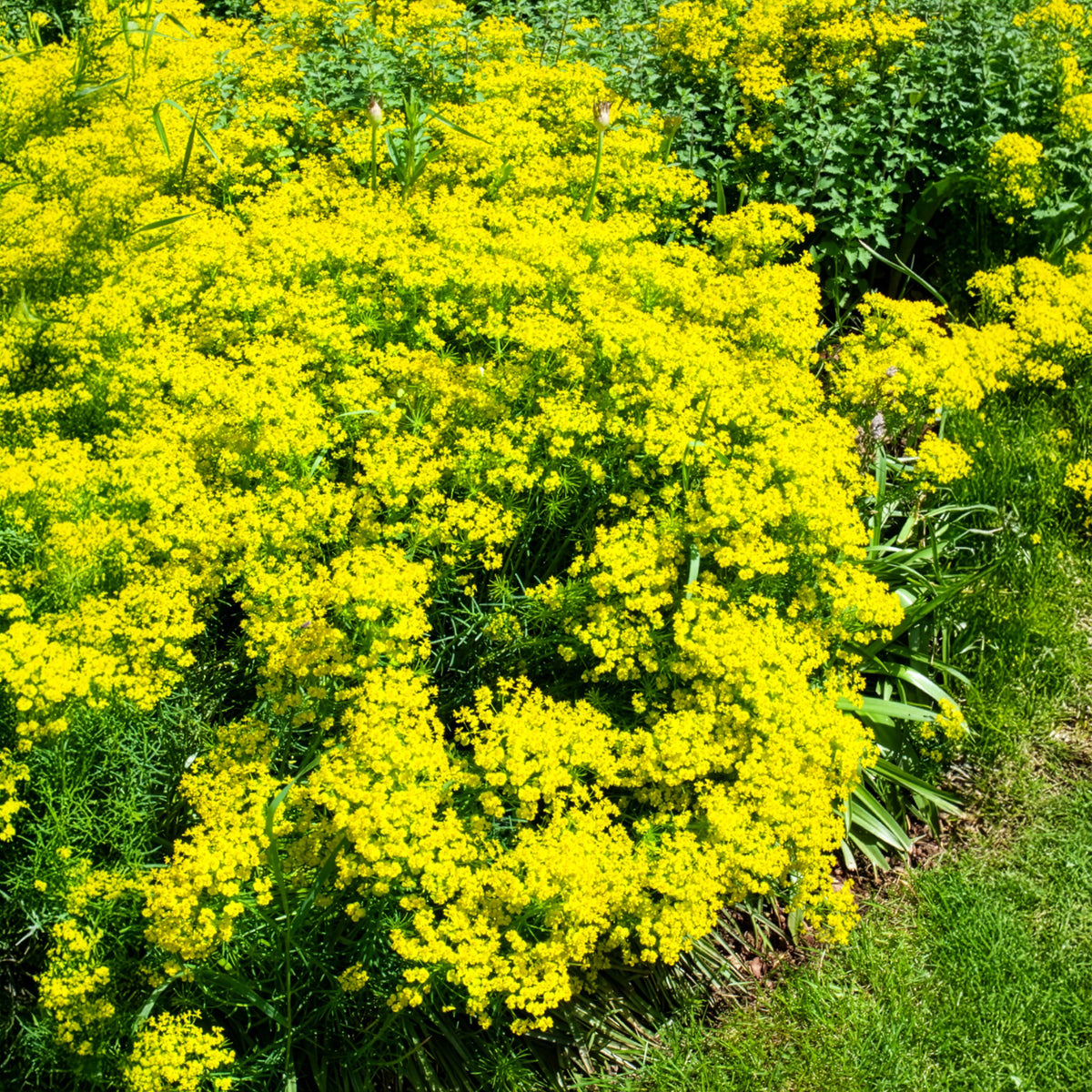 Euphorbe petit-cyprès - Willemse