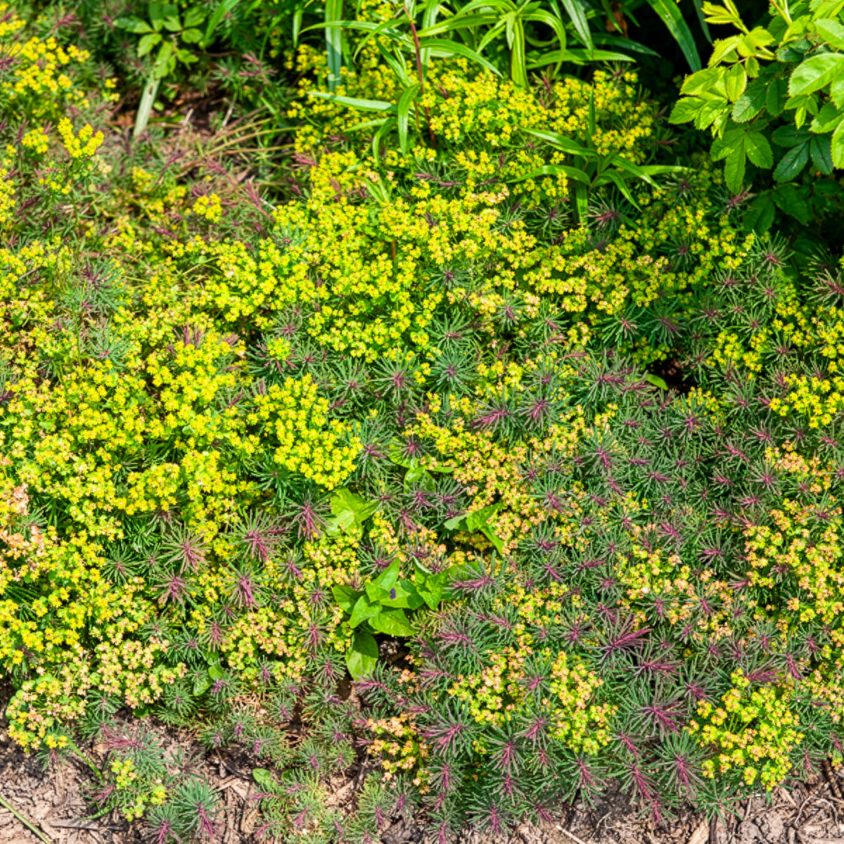 Euphorbe petit-cyprès Fens Ruby - Willemse