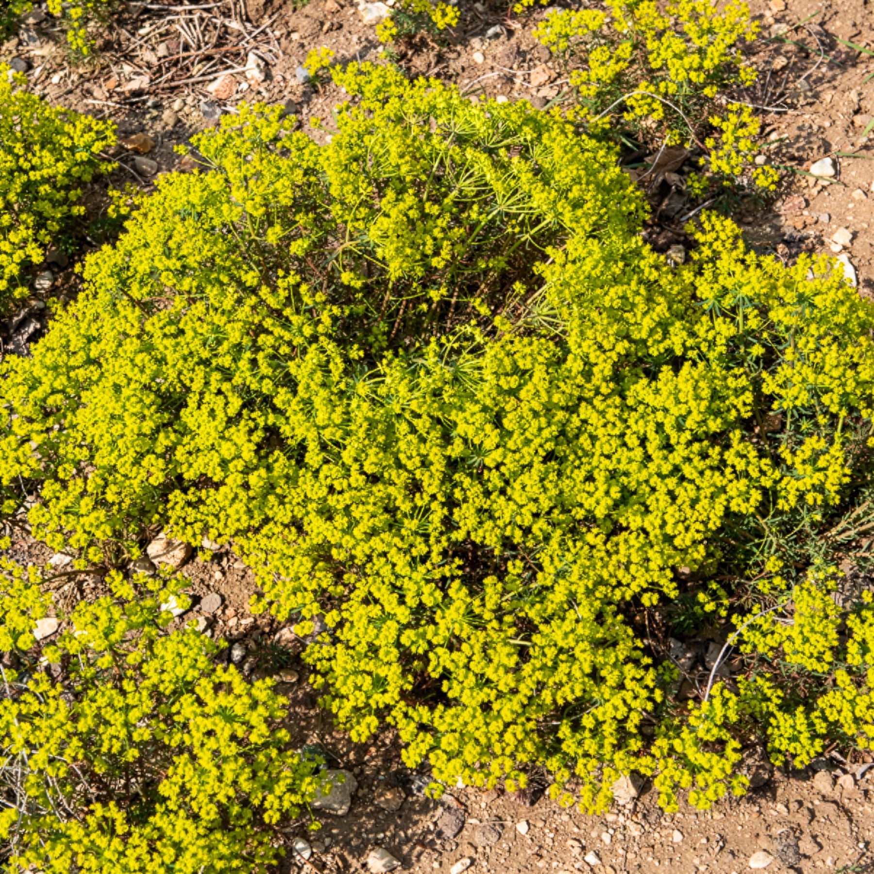 Vente Euphorbe petit-cyprès - Euphorbia cyparissias