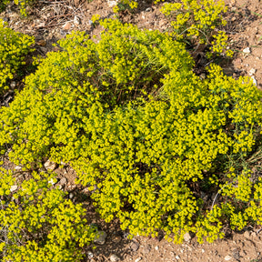 Vente Euphorbe petit-cyprès - Euphorbia cyparissias
