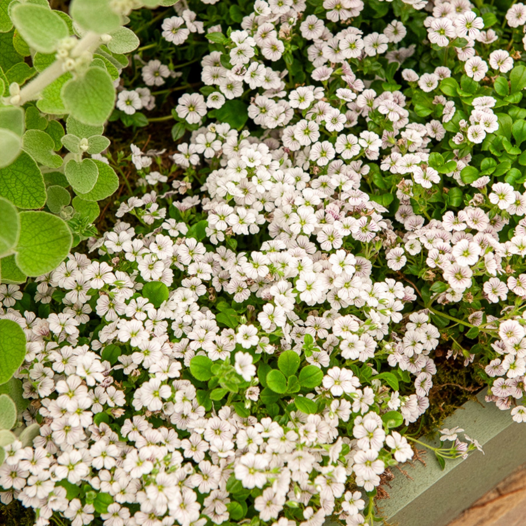 Gypsophile - Gypsophile en coussin - Gypsophila cerastioides