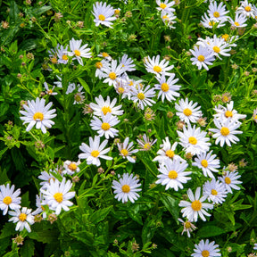 Kaliméris - Willemse