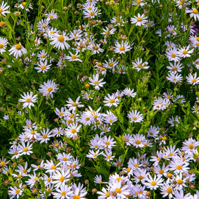 Kaliméris - Kalimeris incisa - Willemse