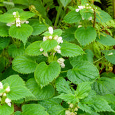 Lamier orvale - Willemse