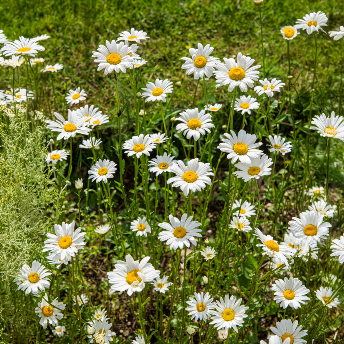 Marguerite commune - Leucanthemum vulgare - Willemse