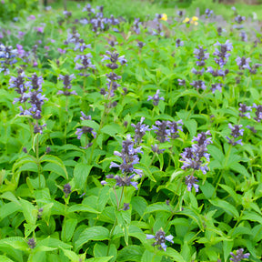 Nepeta kubanica - Nepeta kubanica - Nepeta