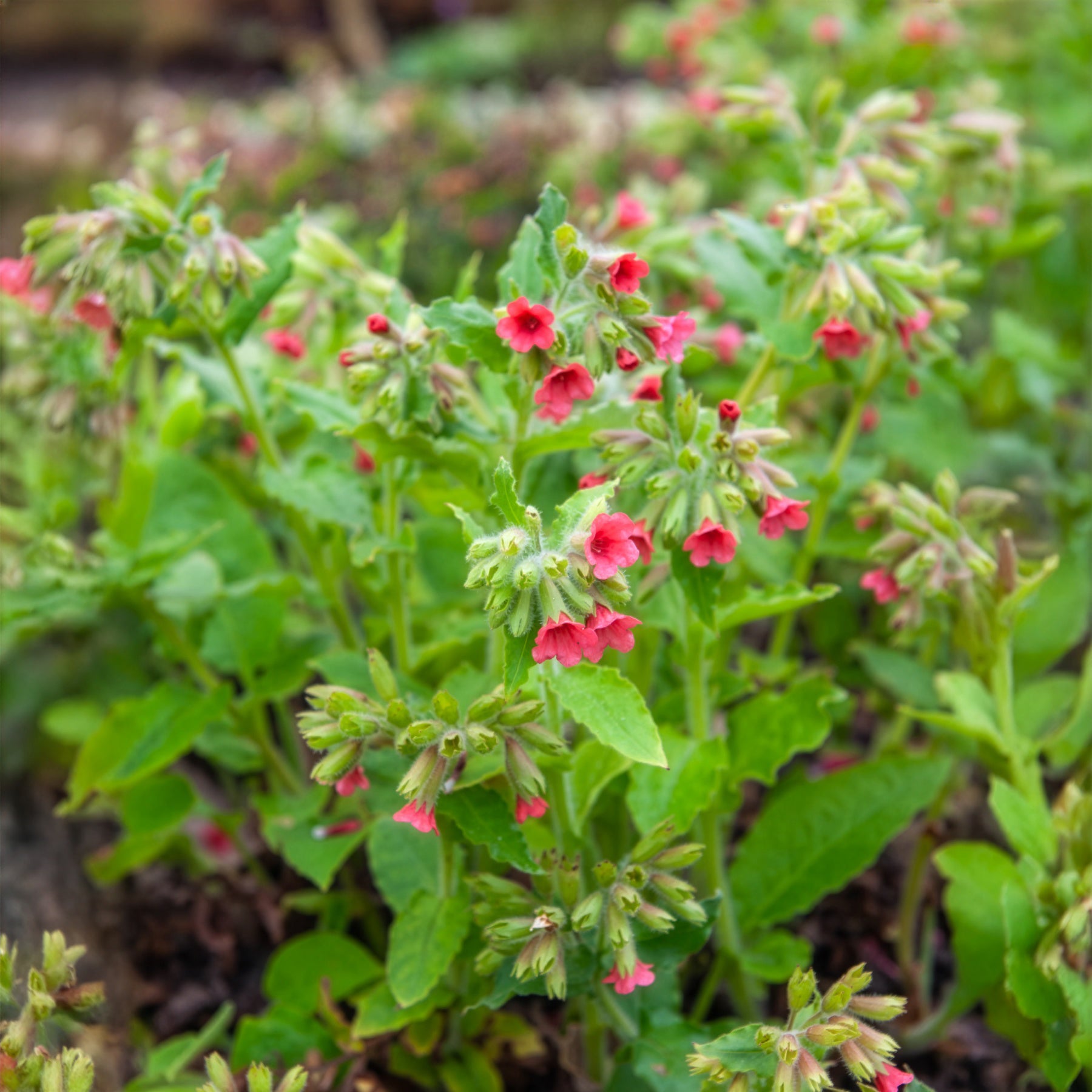 Pulmonaire rouge - Willemse