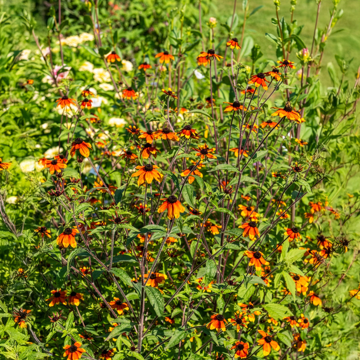 Rudbeckie trilobée Prairie Glow - Willemse