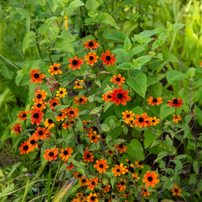 Rudbeckia - Rudbeckie trilobée Prairie Glow - Rudbeckia triloba Prairie Glow