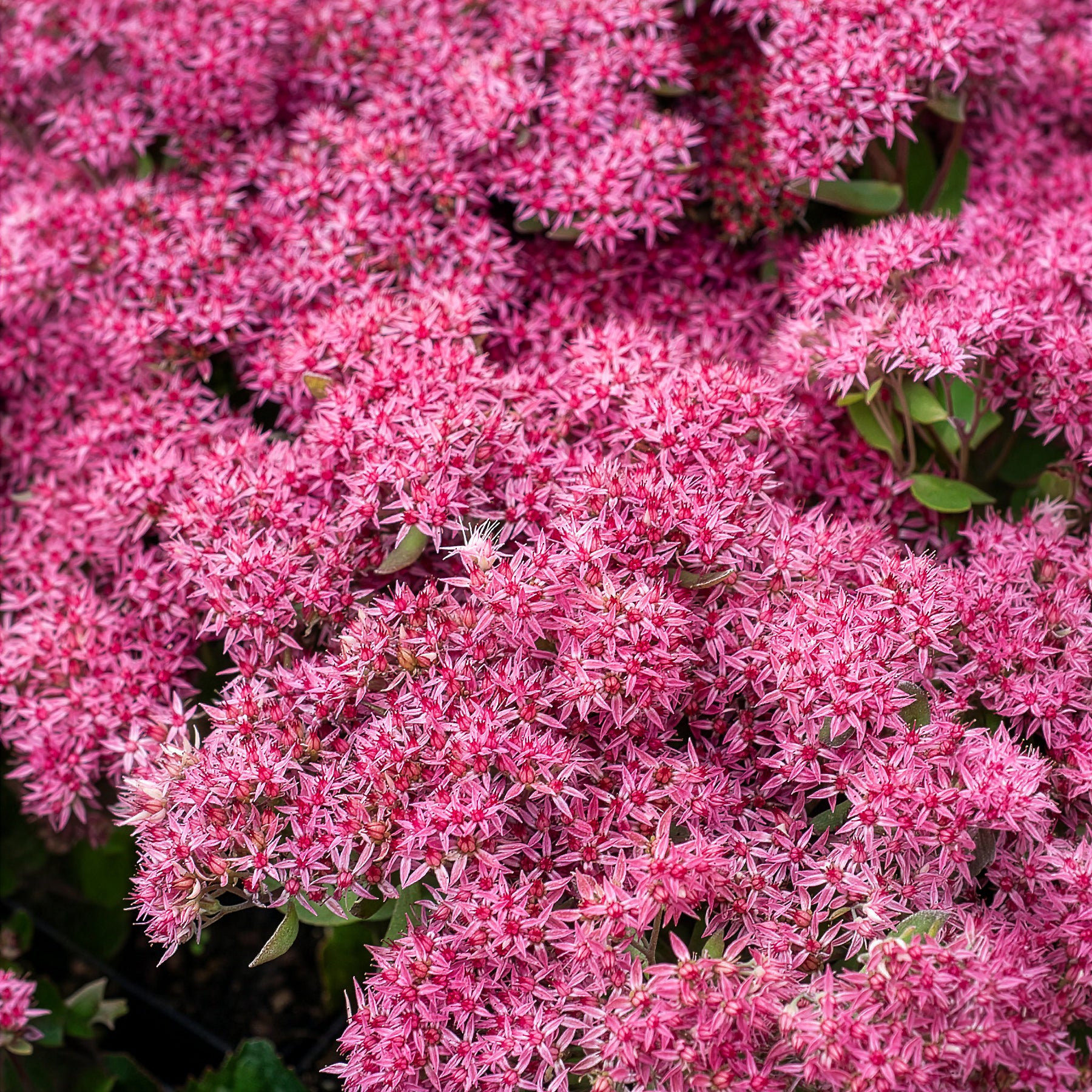 Sedum Mr Goodbud - Sedum Mr Goodbud - Willemse