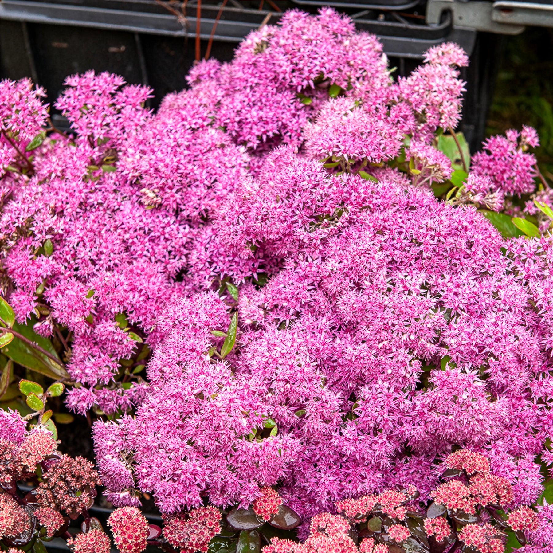 Sédums - Sedum Mr Goodbud - Sedum Mr Goodbud