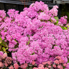 Sédums - Sedum Mr Goodbud - Sedum Mr Goodbud