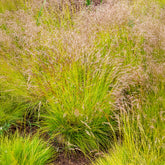 Canche flexible Tatra Gold - Willemse