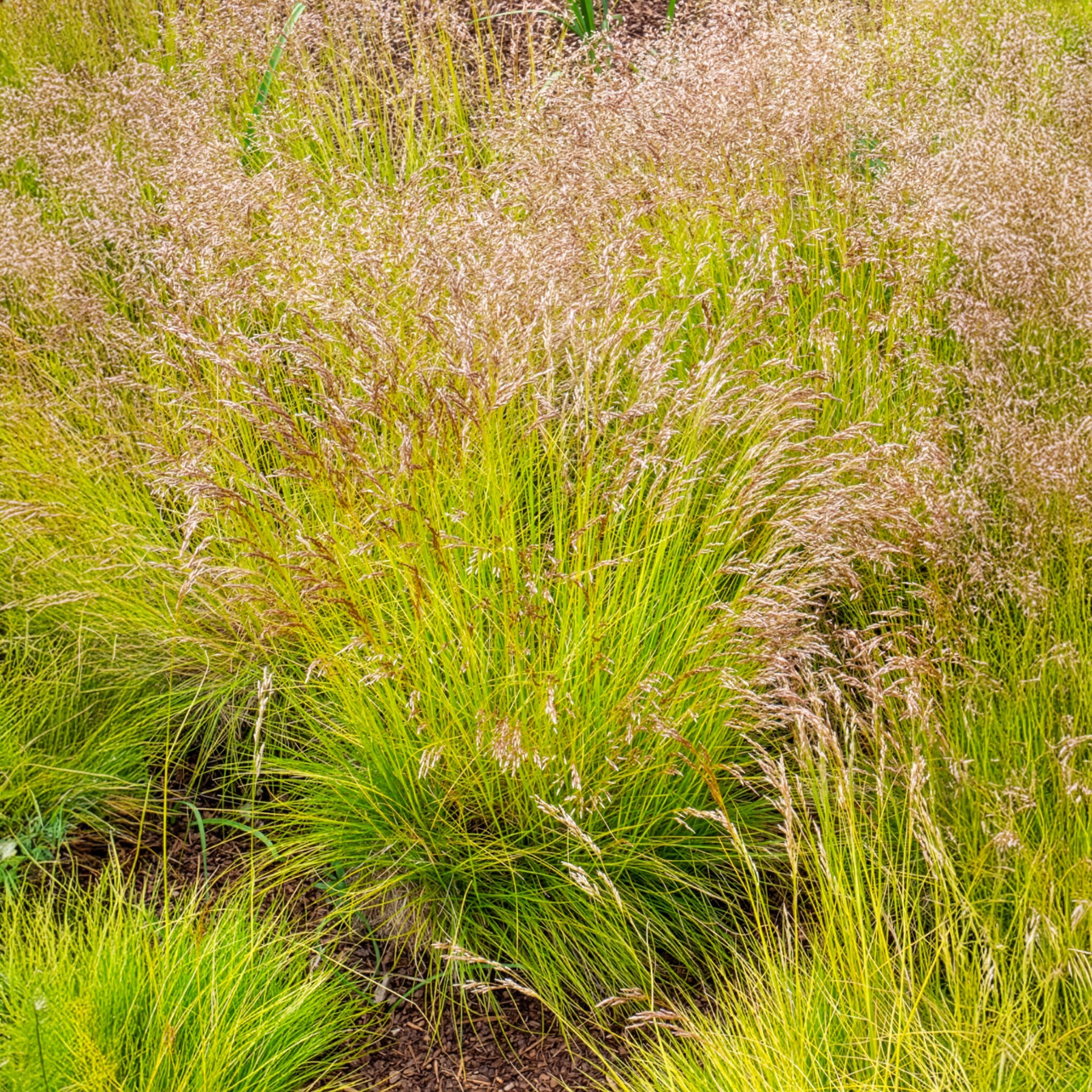 Canche flexible Tatra Gold - Willemse