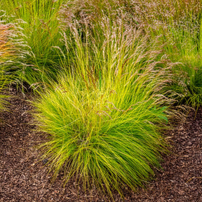 Canche flexible Tatra Gold - Deschampsia flexuosa Tatra Gold - Willemse
