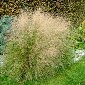 Herbe d'amour courbée - Eragrostis curvula - Willemse