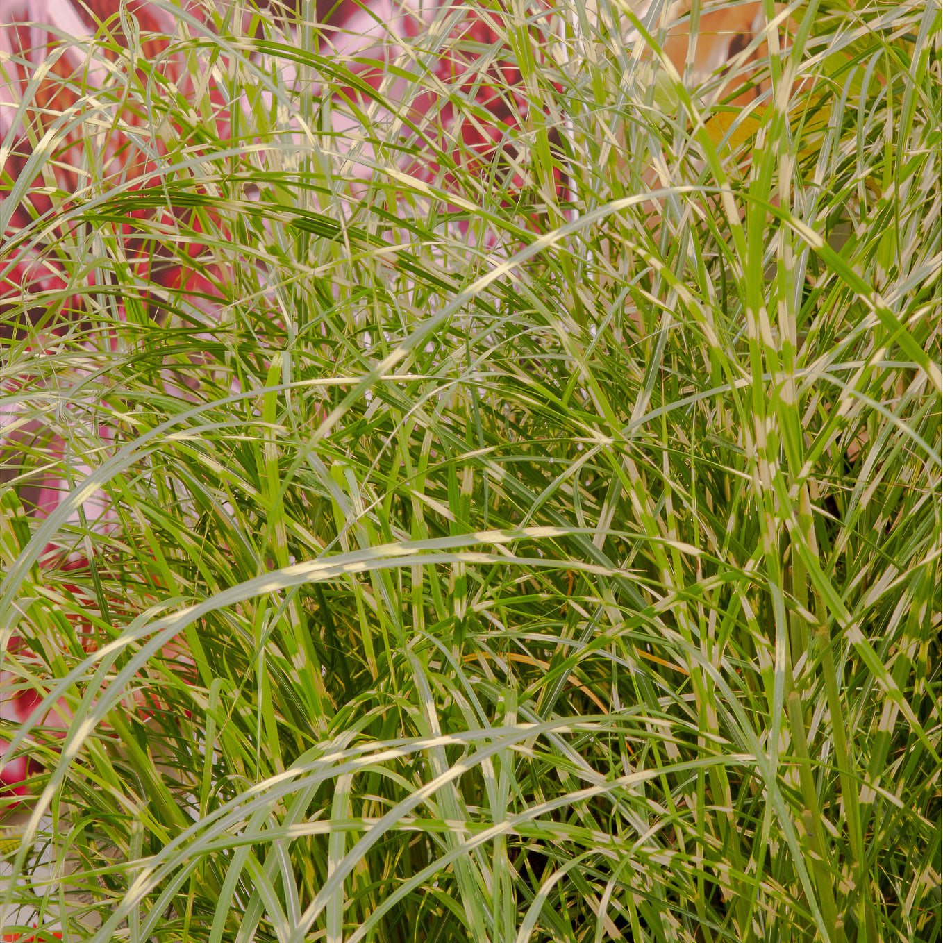 Eulalie Little Zebra Roseau de Chine - Willemse