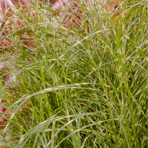 Eulalie Little Zebra Roseau de Chine - Willemse