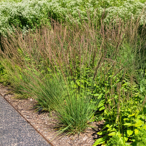 Molinie bleue Edith Dudszus - Willemse