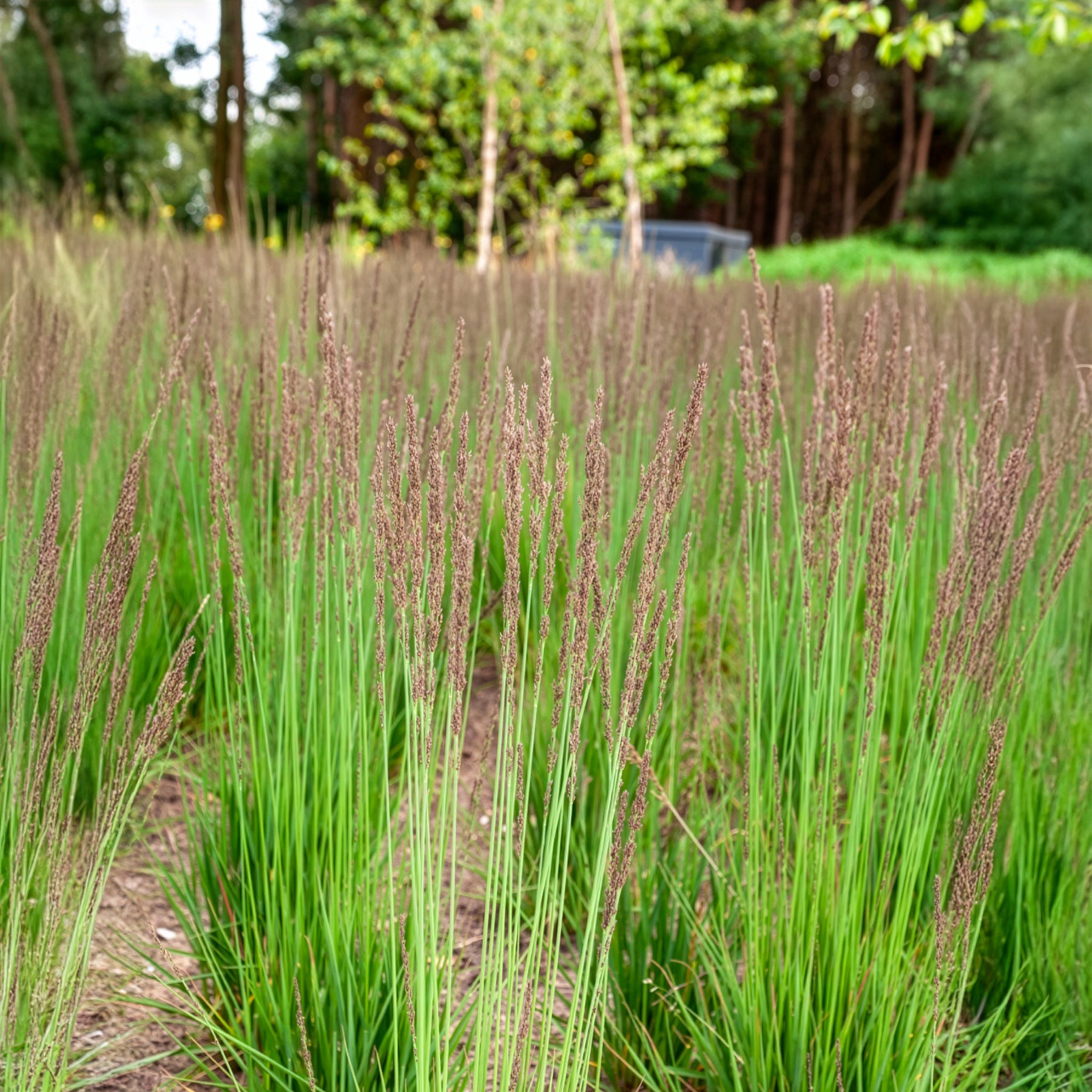 Molinie bleue Edith Dudszus - Molinia caerulea Edith Dudszus - Willemse