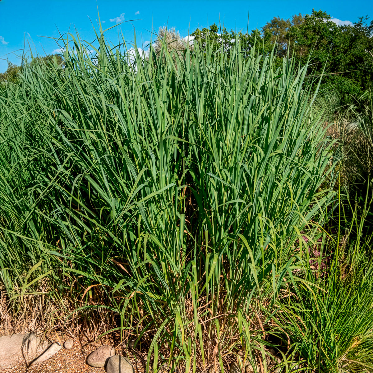 Panic érigé Dallas Blues - Willemse