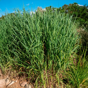 Panic érigé Dallas Blues - Willemse