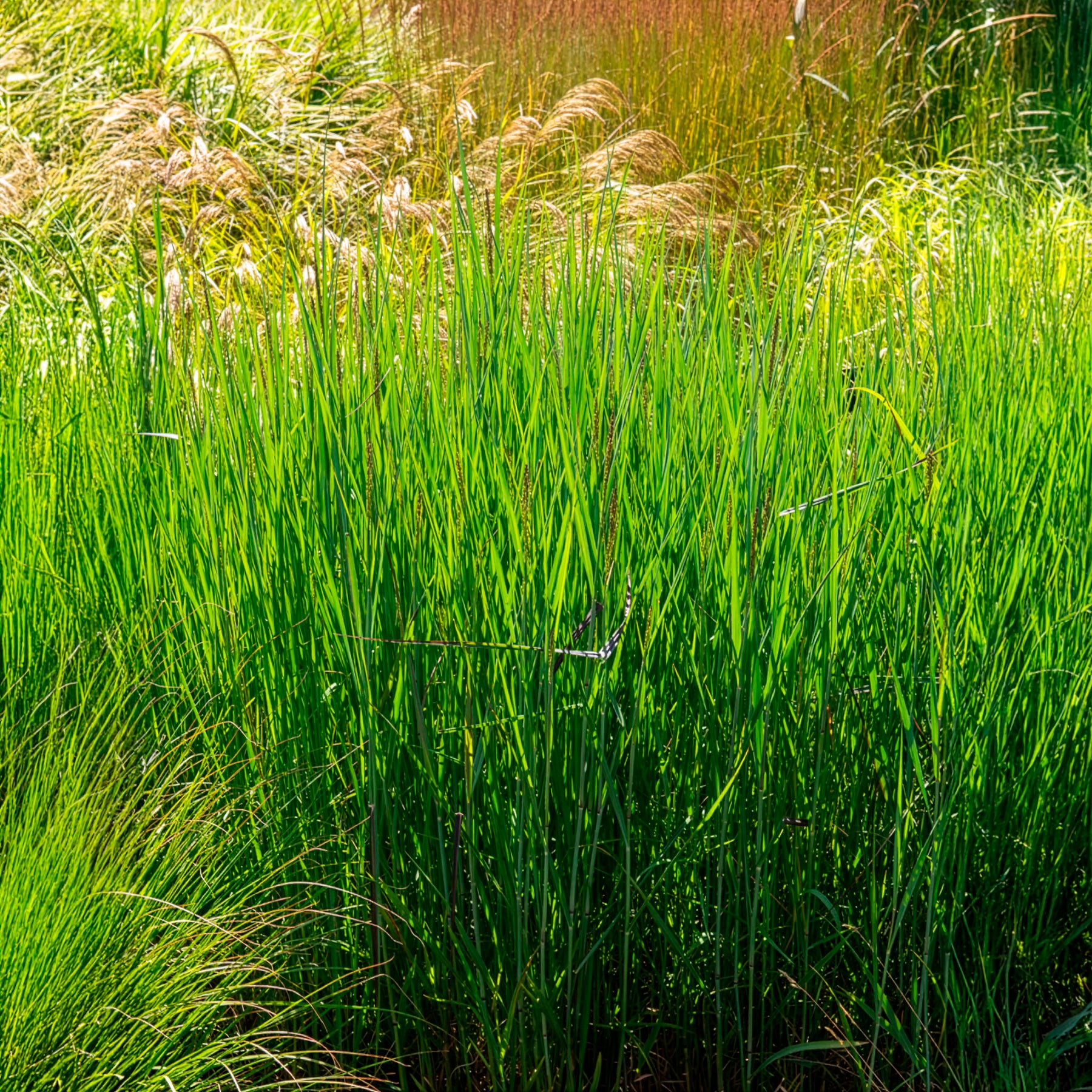 Panic érigé Heavy Métal - Willemse