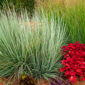 Andropogon Standing Ovation - Schizachyrium scoparium Standing Ovation - Willemse