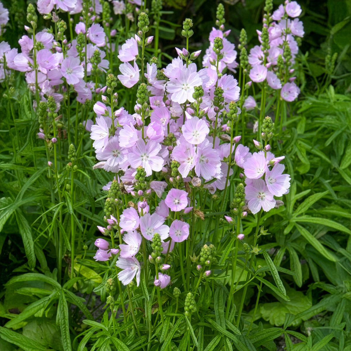 Sidalcée Little Princess - Willemse